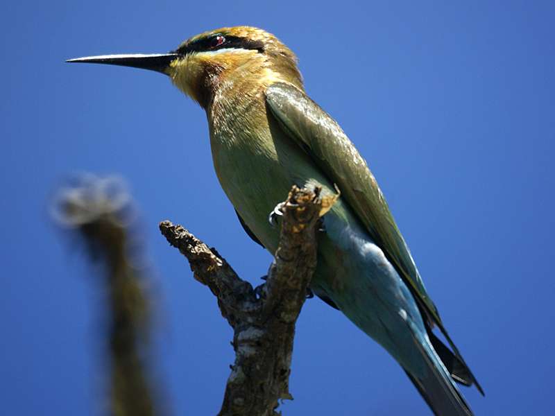 Blauschwanzspint (Blue-tailed Bee-Eater, Merops philippinus); Foto: November 2006, Aluthgama