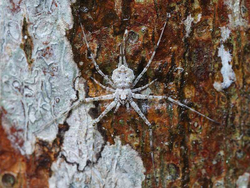 Hersilia savignyi ist eine faszinierende Spinnenart, die zwei Schwänze zu haben scheint; Foto: 10.09.2015, Kitulgala