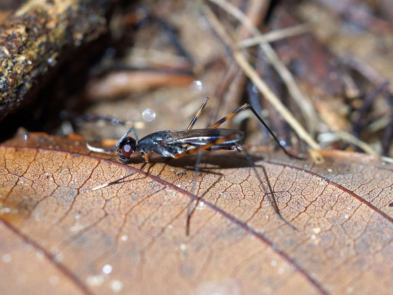 Unbestimmtes Insekt Nr. 1, Foto: 10.09.2015, Kitulgala