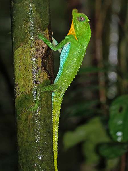 Männliche Lyrakopfagame (Hump-nosed Lizard, Lyriocephalus scutatus), endemische Art; Foto: 10.09.2015, Kitulgala