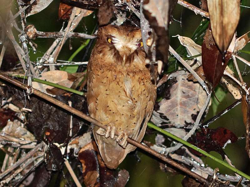 Serendib-Zwergohreule (Serendib Scops Owl, Otus thilohoffmanni); Foto: 10.09.2015, Kitulgala