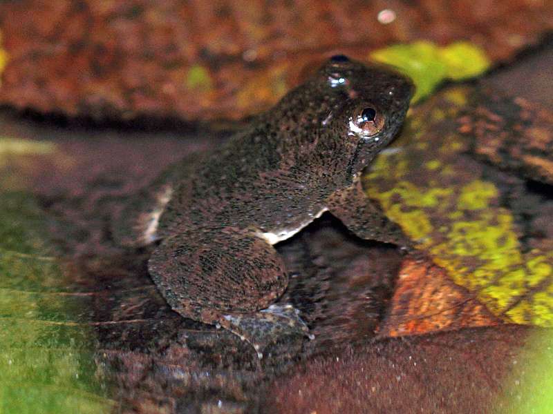 Lankanectes corrugatus (Corrugated Water Frog), Männchen, endemische Art; Foto: 10.09.2015, Kitulgala