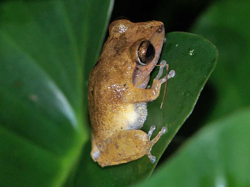 Pseudophilautus popularis (Common Shrub Frog), Männchen, endemische Art; Foto: 10.09.2015, Kitulgala