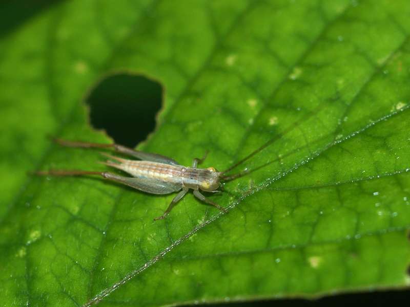 Unbestimmtes Insekt Nr. 7, Foto: 11.09.2015, Kitulgala