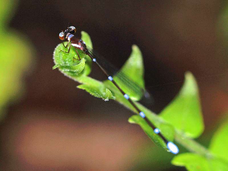 Drepanosticta nietneri (Nietner's Shadowdamsel), Weibchen, endemische Art; Foto: 11.09.2015, Kitulgala