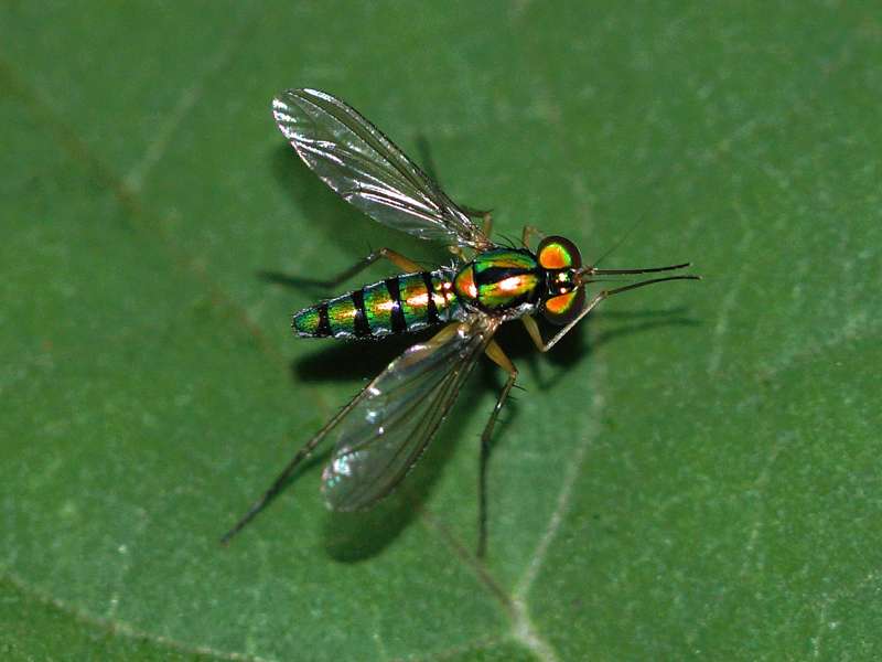 Unbestimmtes Insekt Nr. 3 (Langbeinfliege, Dolichopodidae), Foto: 11.09.2015, Kitulgala
