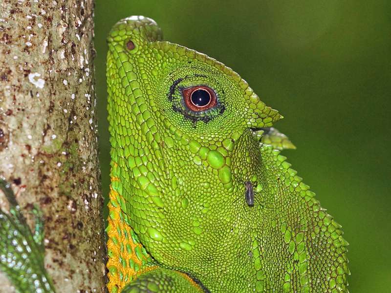 Männliche Lyrakopfagame (Hump-nosed Lizard, Lyriocephalus scutatus), endemische Art; Foto: 11.09.2015, Kitulgala