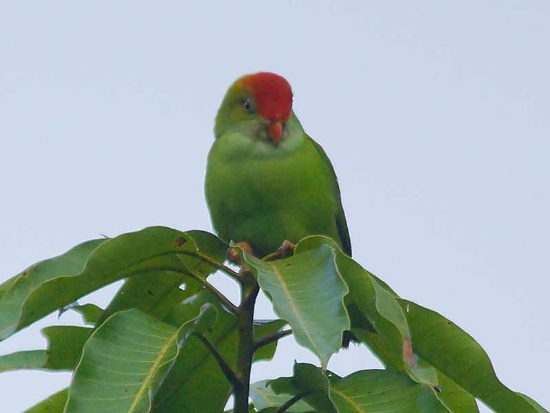 Ceylon-Papageichen (Ceylon Hanging Parrot, Loriculus beryllinus); Foto: 12.09.2015, Kitulgala