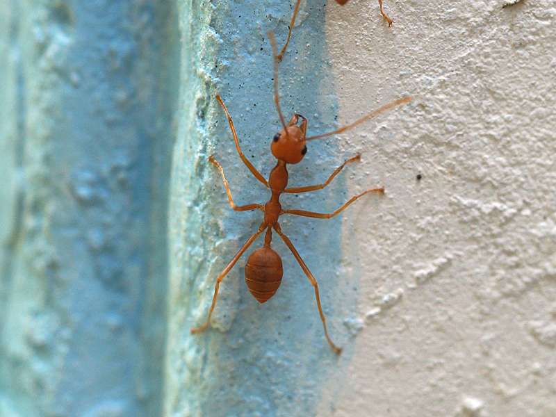 Asiatische Weberameise (Weaver Ant, Oecophylla smaragdina), große Arbeiterin; Foto: 12.09.2015, Kitulgala