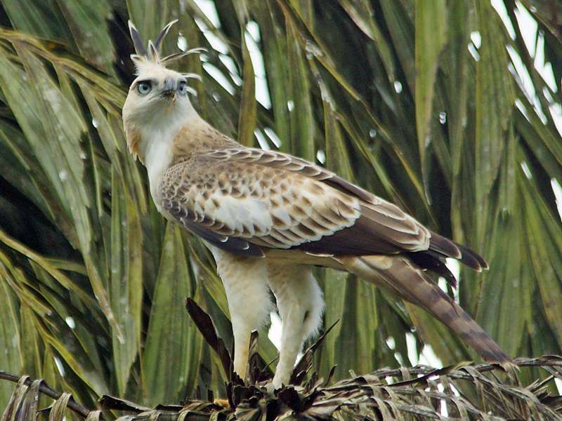 Juveniler Haubenadler (Changeable Hawk Eagle, Nisaetus cirrhatus ceylanensis); Foto: 12.09.2015, Sinharaja-Regenwald
