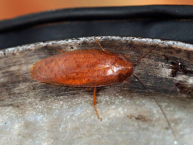 Unbestimmtes Insekt Nr. 8, Foto: 12.09.2015, Martin's Lodge, Sinharaja-Regenwald