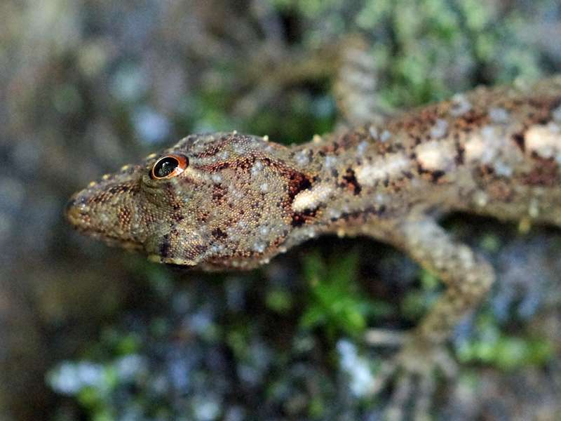 Wald-Taggecko (Forest Day Gecko, Cnemaspis silvula), endemische Art; Foto: 12.09.2015, Sinharaja-Regenwald