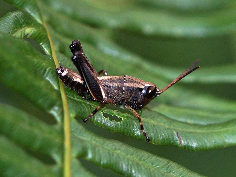Unbestimmtes Insekt Nr. 16, Foto: 12.09.2015, Sinharaja-Regenwald