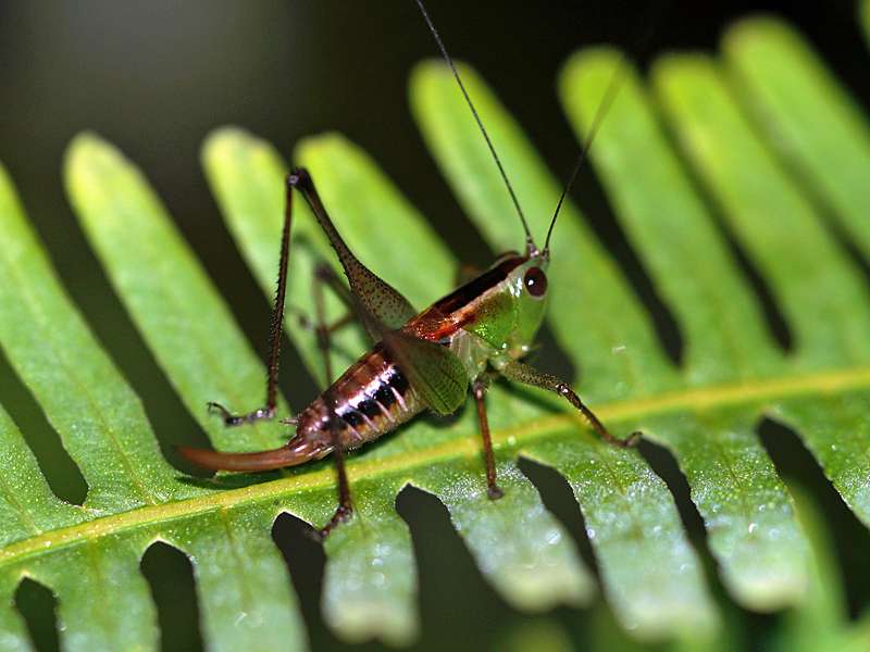 Unbestimmtes Insekt Nr. 9, Foto: 12.09.2015, Martin's Lodge, Sinharaja-Regenwald