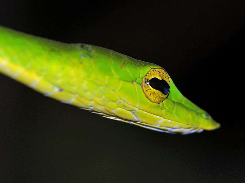 Nasenpeitschenatter (Green Vine Snake, Ahaetulla nasuta); Foto: 12.09.2015, Martin's Lodge, Sinharaja-Regenwald