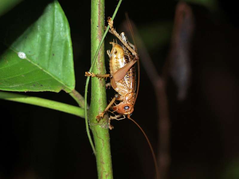 Unbestimmtes Insekt Nr. 10, Foto: 12.09.2015, Martin's Lodge, Sinharaja-Regenwald