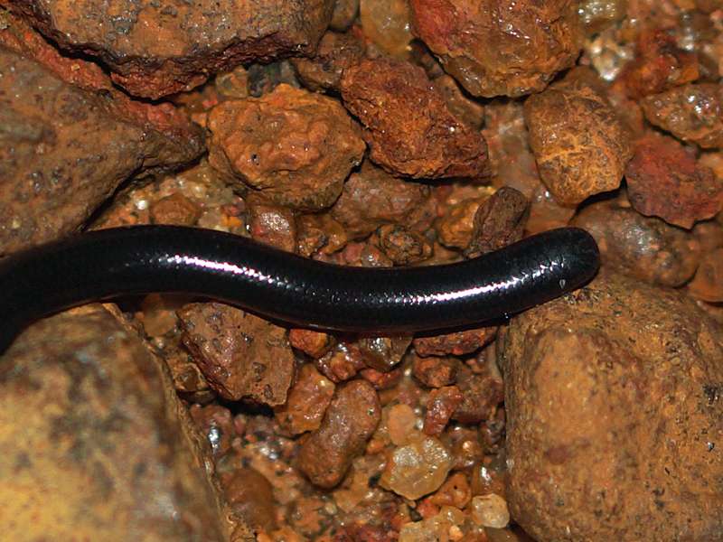 Jans Wurmschlange (Jan's Blind Snake, Typhlops mirus), endemische Art; Foto: 12.09.2015, Martin's Lodge, Sinharaja-Regenwald