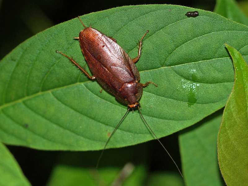 Unbestimmtes Insekt Nr. 11, Foto: 12.09.2015, Martin's Lodge, Sinharaja-Regenwald