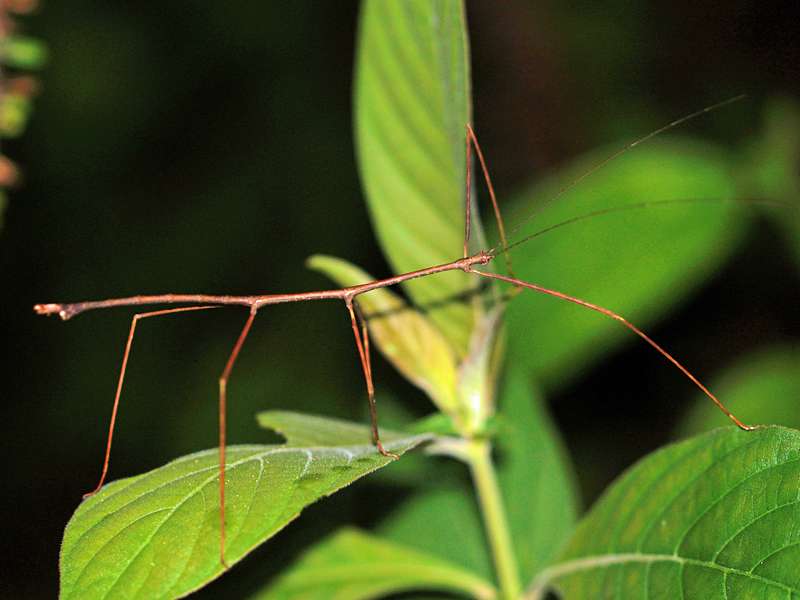 Unbestimmtes Insekt Nr. 12, Foto: 12.09.2015, Martin's Lodge, Sinharaja-Regenwald
