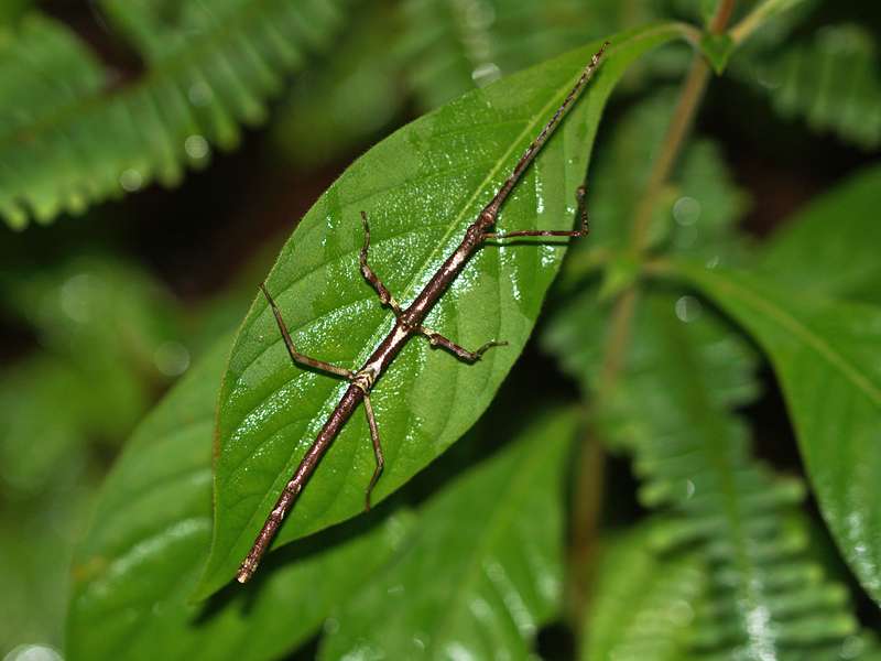 Unbestimmtes Insekt Nr. 13, Foto: 12.09.2015, Martin's Lodge, Sinharaja-Regenwald