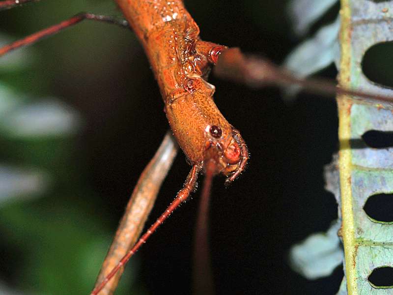 Paramenexenus ceylonicus, Kopf eines Weibchens; Foto: 12.09.2015, Martin's Lodge, Sinharaja-Regenwald