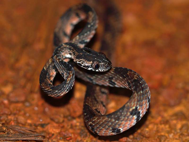Beddomes Nachtbaumnatter (Beddome's Cat Snake, Boiga beddomei); Foto: 12.09.2015, Sinharaja-Regenwald