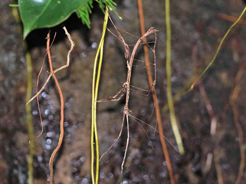 Prisomera spinicollis, Paarung; Foto: 12.09.2015, Martin's Lodge, Sinharaja-Regenwald