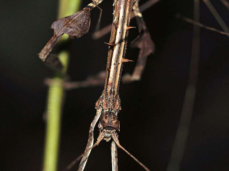 Prisomera spinicollis, Detail eines Weibchens; Foto: 12.09.2015, Martin's Lodge, Sinharaja-Regenwald
