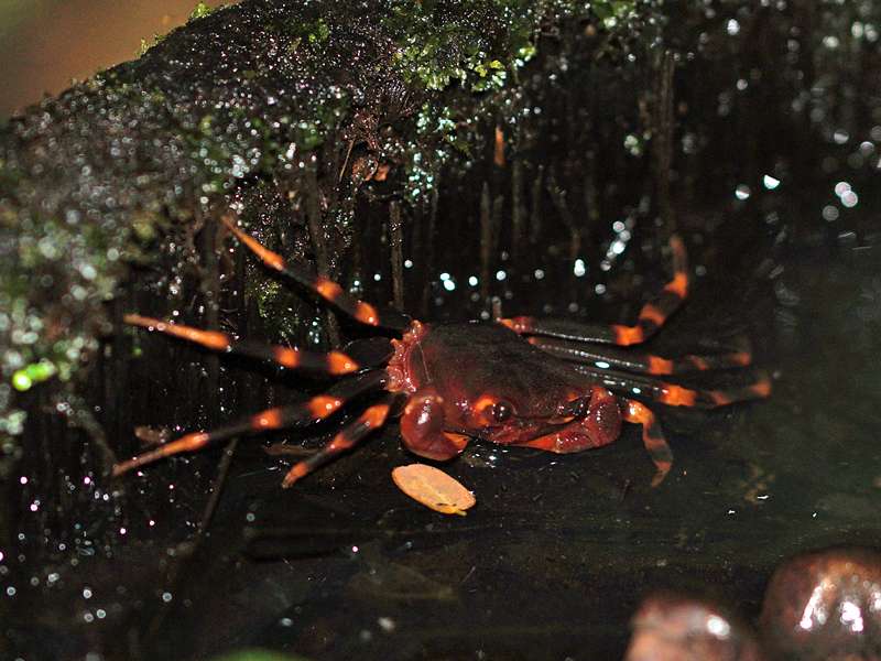 Perbrinckia scansor, eine endemische Krabbenart, die in mit Regenwasser gefüllten Baumstümpfen lebt; Foto: 12.09.2015, Martin's Lodge, Sinharaja-Regenwald