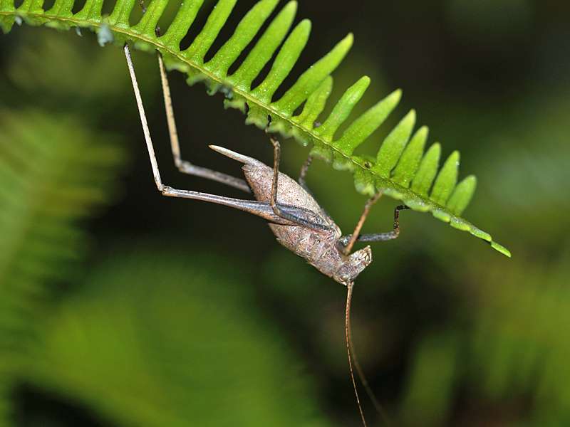 Unbestimmtes Insekt Nr. 14, Foto: 12.09.2015, Martin's Lodge, Sinharaja-Regenwald