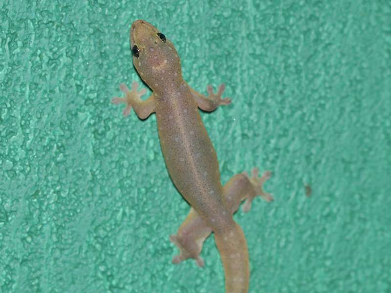 Hausgecko (Four-clawed Gecko, Gehyra mutilata); Foto: 12.09.2015, Martin's Lodge, Sinharaja-Regenwald