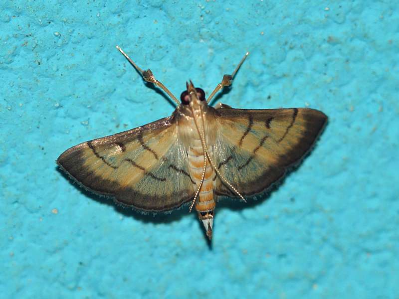 Cnaphalocrocis patnalis; Foto: 12.09.2015, Martin's Lodge, Sinharaja-Regenwald