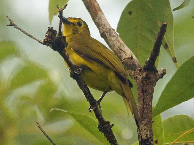 Goldbrauenbülbül (Yellow-browed Bulbul, Iole indica); Foto: 13.09.2015, Sinharaja-Regenwald
