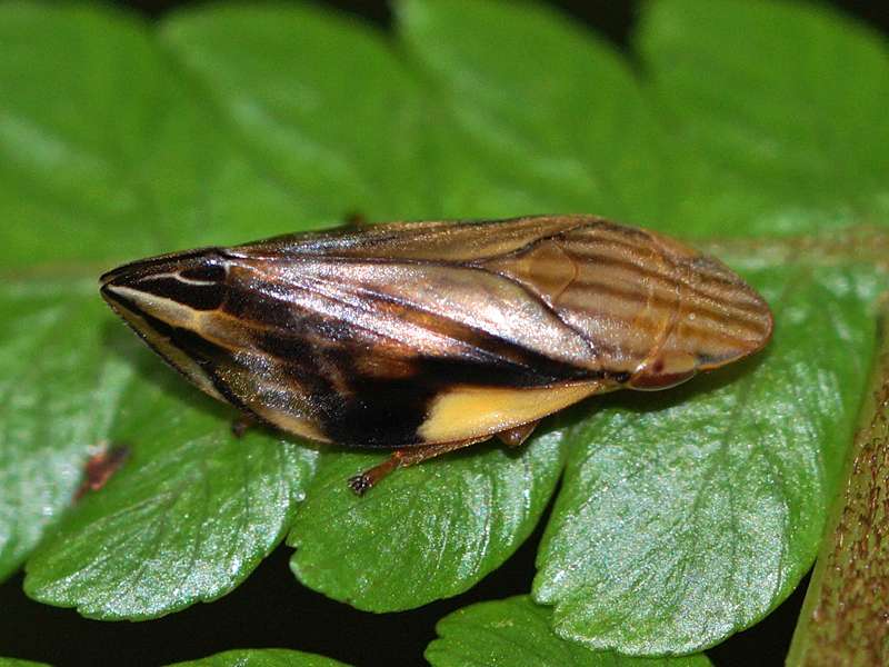 Unbestimmtes Insekt Nr. 21, Foto: 13.09.2015, Sinharaja-Regenwald