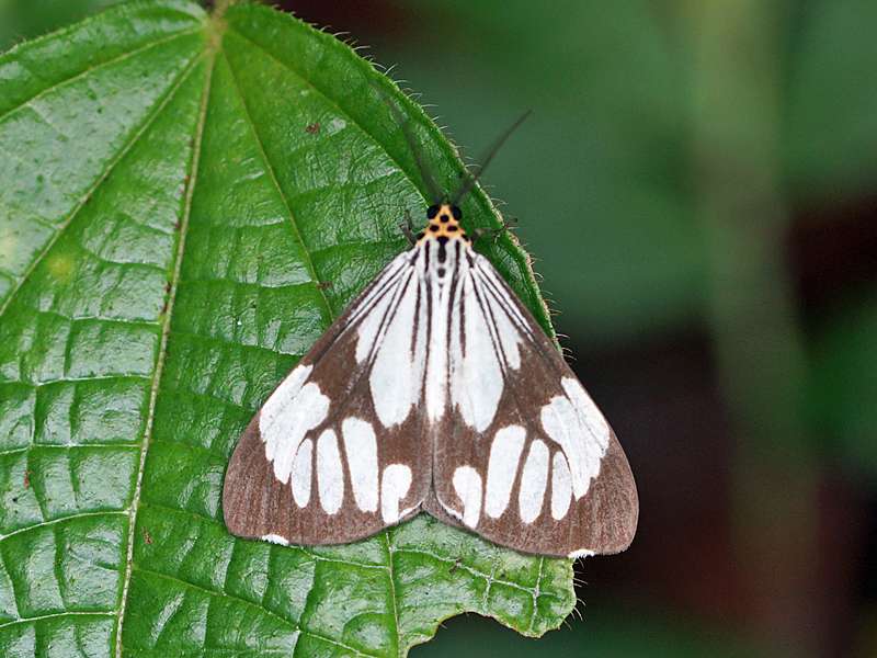 Nyctemera coleta nigrovenosa (White Tiger Moth), Männchen; Foto: 13.09.2015, Sinharaja-Regenwald