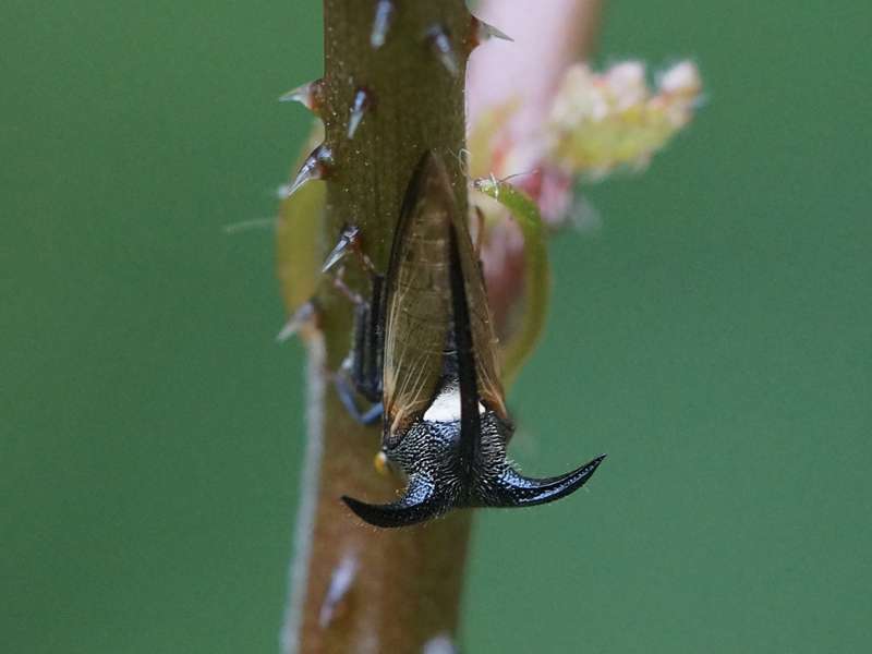 Leptocentrus taurus (Thorn Mimic Treehopper); Foto: 13.09.2015, Sinharaja-Regenwald