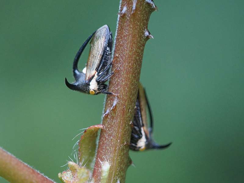 Leptocentrus taurus (Thorn Mimic Treehopper); Foto: 13.09.2015, Sinharaja-Regenwald