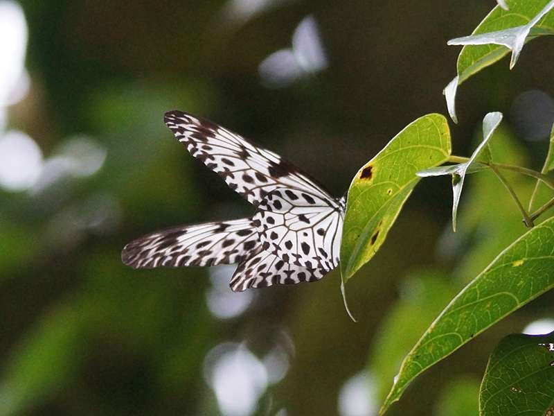 Idea iasonia (Ceylon Tree Nymph), endemische Art; Foto: 13.09.2015, Sinharaja-Regenwald