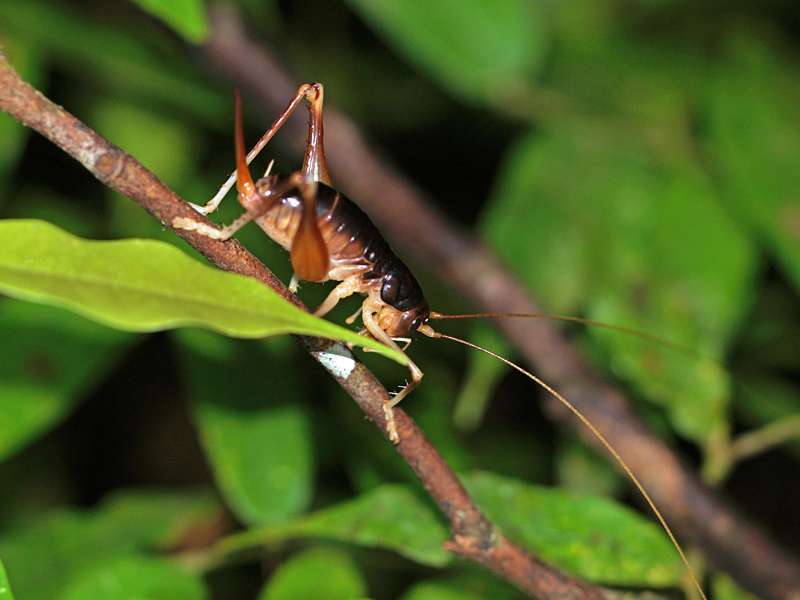 Unbestimmtes Insekt Nr. 17, Foto: 13.09.2015, Martin's Lodge, Sinharaja-Regenwald
