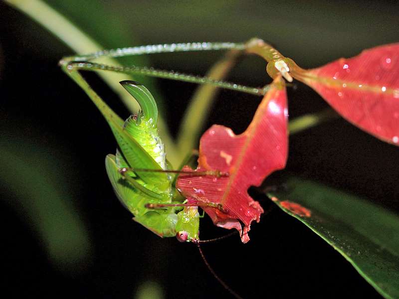 Unbestimmtes Insekt Nr. 19, Foto: 13.09.2015, Martin's Lodge, Sinharaja-Regenwald