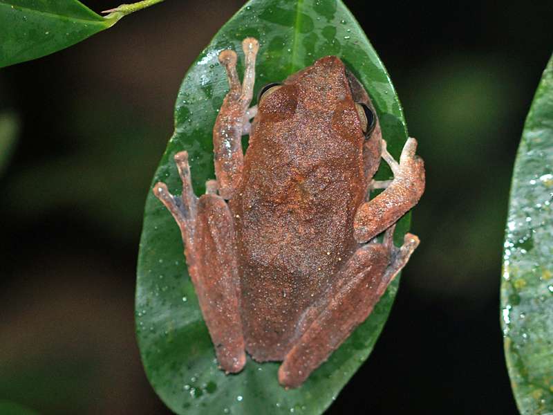 Pseudophilautus reticulatus (Reticulated Thigh Frog), endemische Art; Foto: 13.09.2015, Sinharaja-Regenwald