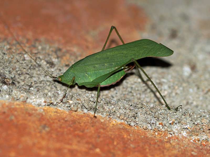 Unbestimmtes Insekt Nr. 20, Foto: 13.09.2015, Martin's Lodge, Sinharaja-Regenwald
