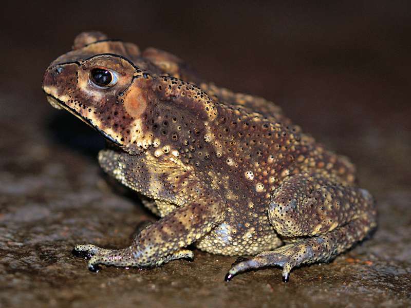 Duttaphrynus noellerti (Noellert's Toad), endemische Art; Foto: 14.09.2015, Martin's Lodge, Sinharaja-Regenwald