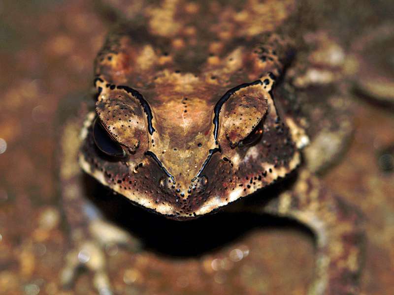Duttaphrynus noellerti (Noellert's Toad), endemische Art; Foto: 14.09.2015, Martin's Lodge, Sinharaja-Regenwald