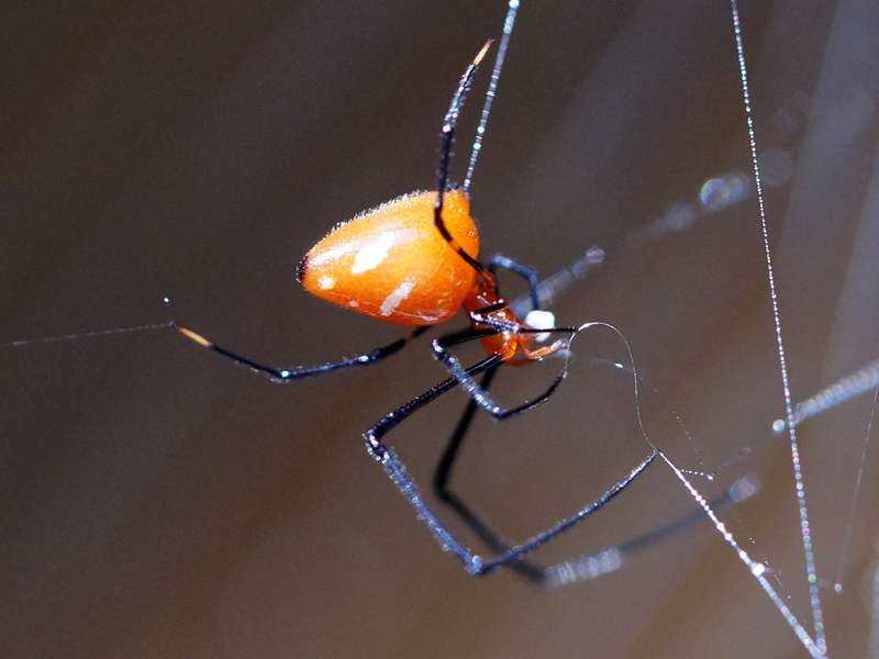 Argyrodes flavescens (Red and Silver Dewdrop Spider); Foto: 14.09.2015, Sinharaja-Regenwald