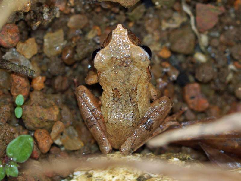 Pseudophilautus folicola (Leaf-Dwelling Shrub Frog), endemische Art; Foto: 14.09.2015, Sinharaja-Regenwald