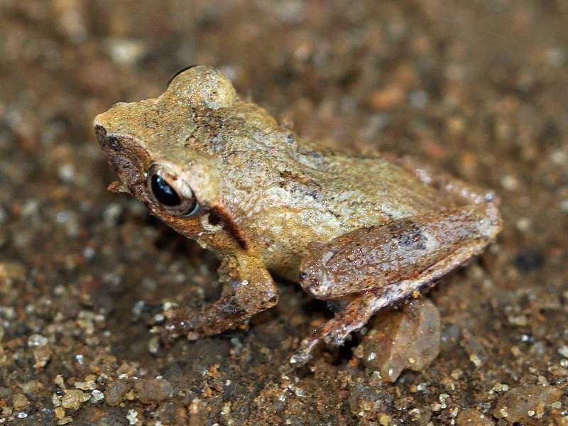 Pseudophilautus silvaticus ist eine weitere endemische Amphibienart, die man zuweilen auf Teeplantagen antrifft; Foto: 14.09.2015, Teeplantage am Sinharaja-Regenwald