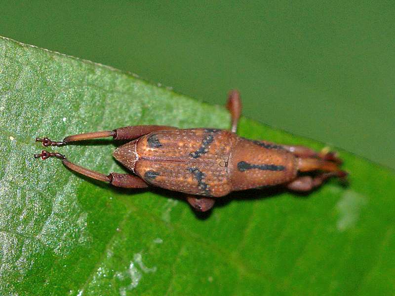 Unbestimmte Käferart Nr. 2 (Curculionidae); Foto: 14.09.2015, Sinharaja-Regenwald