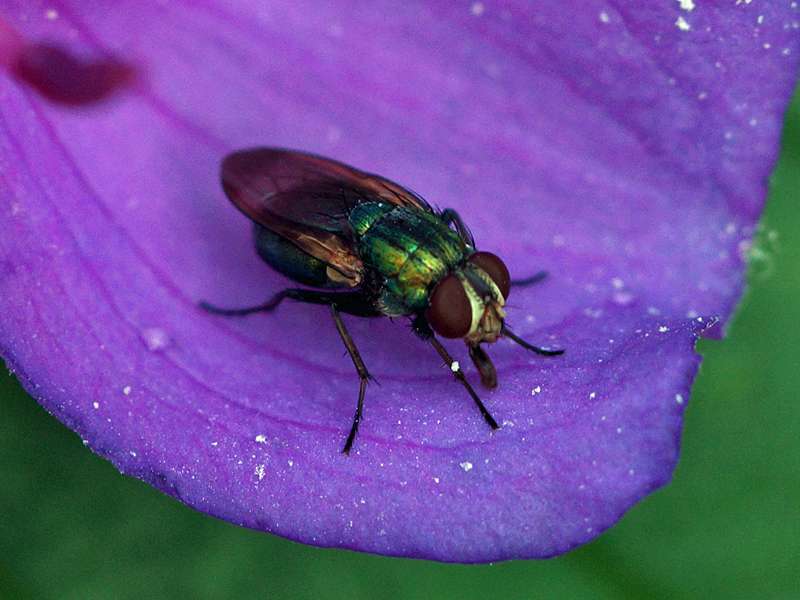Unbestimmtes Insekt Nr. 2, Foto: 14.09.2015, Sinharaja-Regenwald