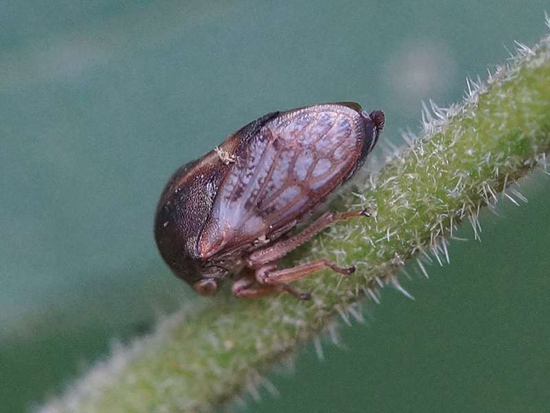 Unbestimmtes Insekt Nr. 27, Foto: 14.09.2015, Sinharaja-Regenwald
